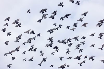 Low angle view of birds flying against sky