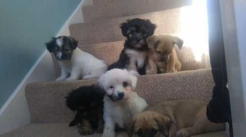 Dogs looking away while sitting on sofa