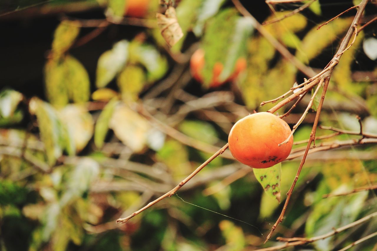 CLOSE-UP OF ORANGES GROWING ON TREE