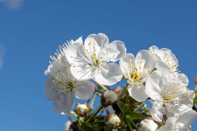 Low angle view of white cherry blossoms against clear sky