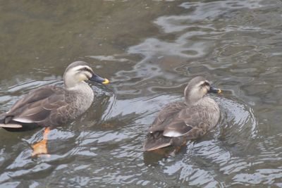 Birds swimming in lake