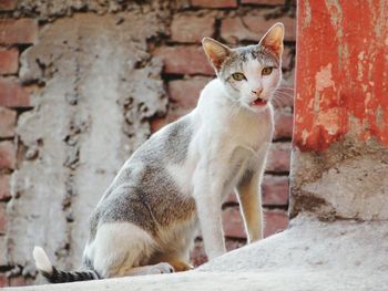 Close-up of cat