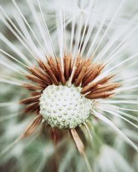 Close-up of dandelion flower