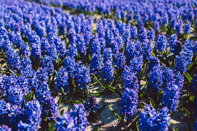 Close-up of purple lavender flowers on field