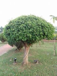 Scenic view of tree on field against clear sky