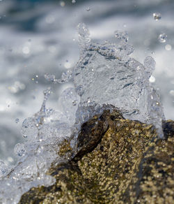 Close-up of starfish on rock