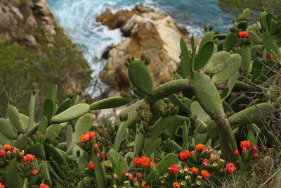 Close-up of red cactus plant