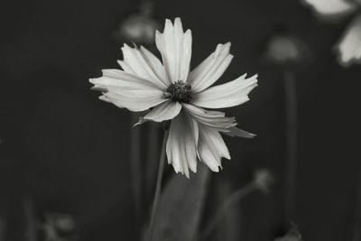 Close-up of flower against blurred background