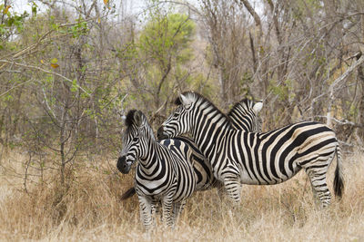 Zebras standing in forest