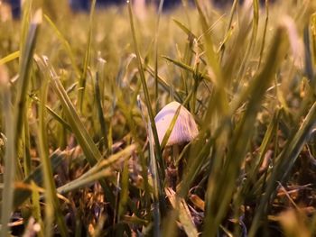 Close-up of purple crocus flowers on field