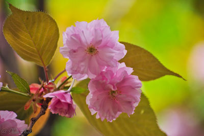 Close-up of pink flowers
