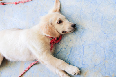 High angle view of dog looking away