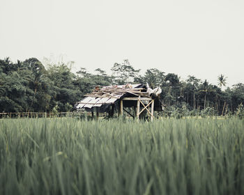 Scenic view of agricultural field against clear sky