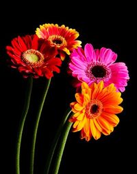 Close-up of flowers against black background