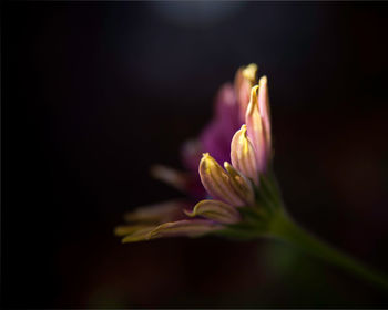 Close-up of flower blooming against black background