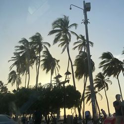 Low angle view of palm trees against sky