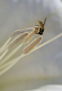 Close-up of bee