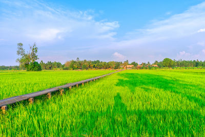 Scenic view of agricultural field against sky
