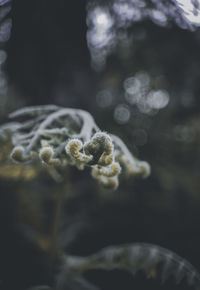 Close-up of frozen water on plant