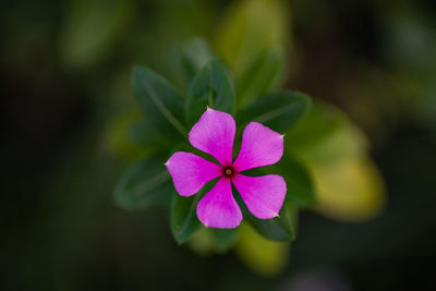 Close-up of pink flowering plant