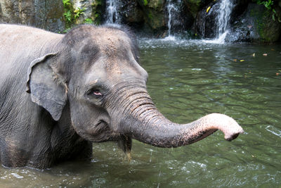 Close-up of elephant in water