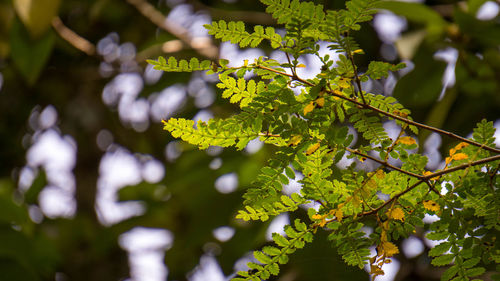 Close-up of flowering plant leaves on tree