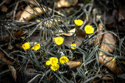 High angle view of yellow flowering plants on land