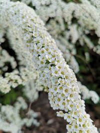 Close-up of white flowering plant