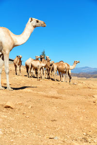 Horses in a desert