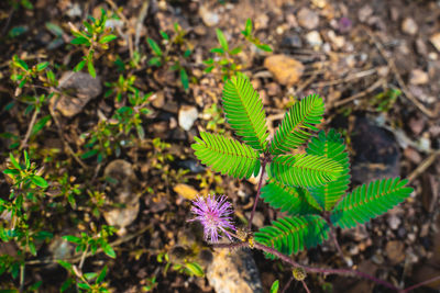 High angle view of purple flowering plant on field