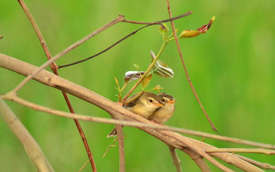 Close-up of a bird on branch