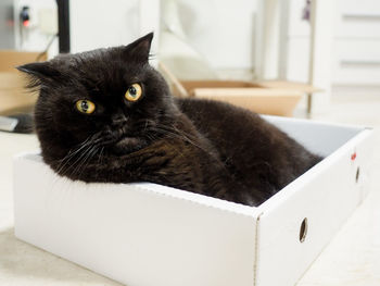 Portrait of scottish fold cat relaxing in box