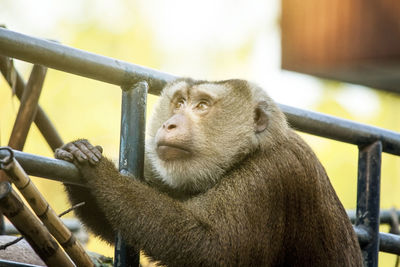 Close-up of monkey looking away in zoo