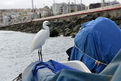 Rear view of seagull perching on boat