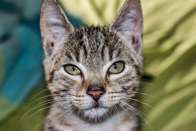 Close-up portrait of a cat