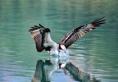 Bird flying over lake