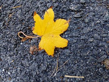 High angle view of yellow maple leaf on road