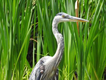 Close-up of gray heron standing on grass