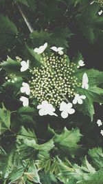 Close-up of white flowers