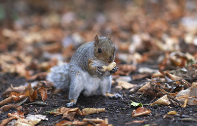 Close-up of squirrel on rock