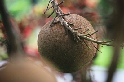 Close-up of insect on plant