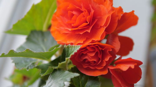 Close-up of red rose on plant