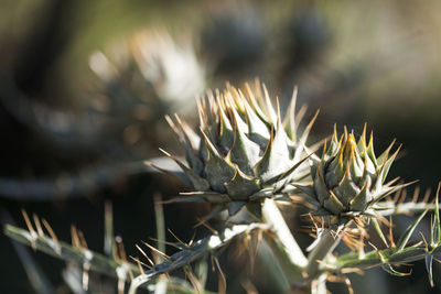 Close-up of succulent plant