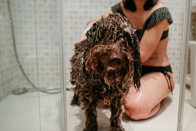 Low section of woman bathing dog in bathroom
