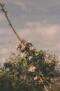 Close-up of flowering plant against sky