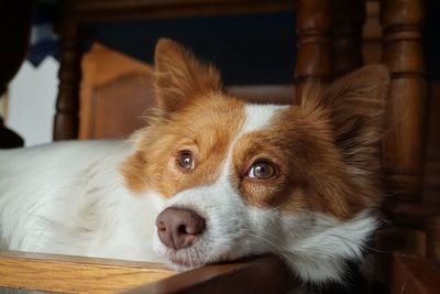 Close-up portrait of a dog looking away