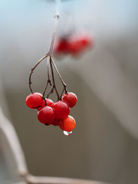 Close-up of red berries growing on plant