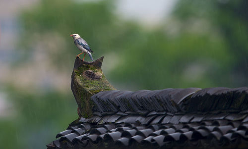 Starling perching on roof
