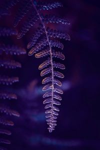 Close-up of purple flowering plant