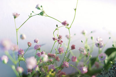 Close-up of pink flowers